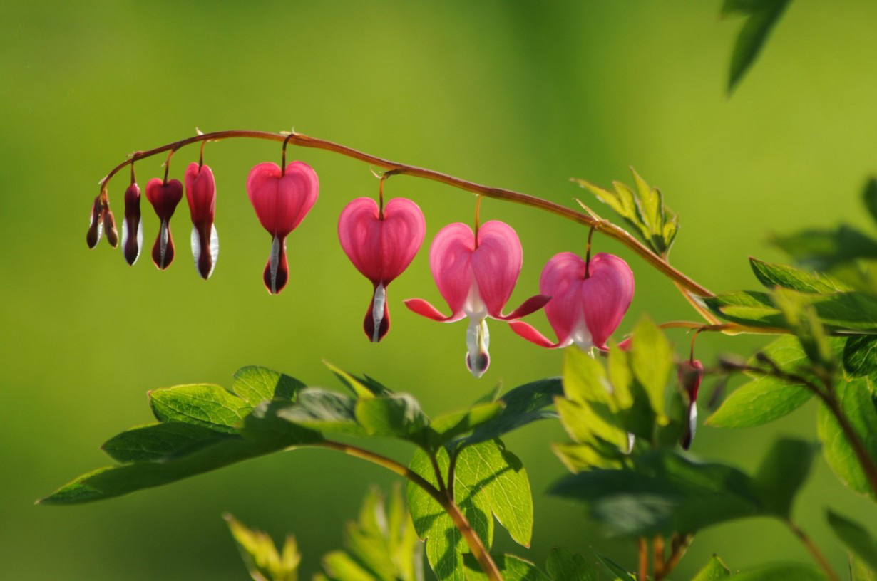 Top Prettiest Flowers In The World